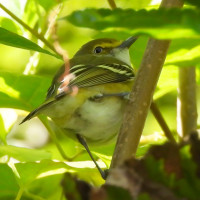 White-eyed Vireo